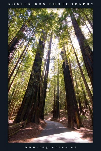 Redwoods1
