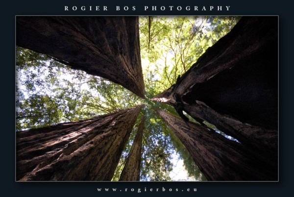 Redwoods2